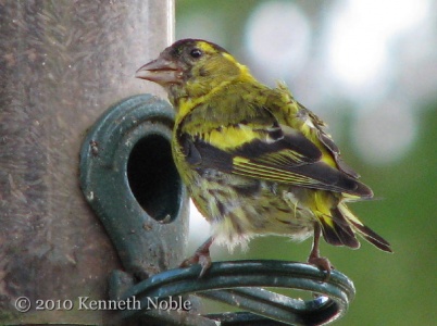 siskin (Carduelis spinus) Kenneth Noble